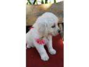 Golden Retriever Puppy for sale in Agoura Hills, CA, USA