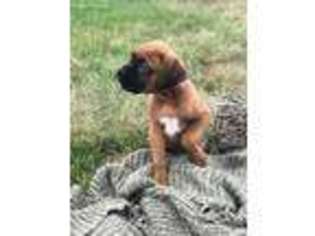 Boxer Puppy for sale in Plainfield, IL, USA