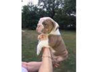 Bulldog Puppy for sale in Marianna, FL, USA