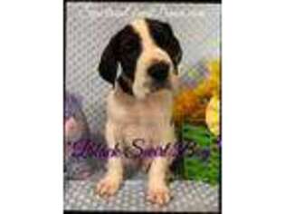 Great Dane Puppy for sale in Clovis, CA, USA