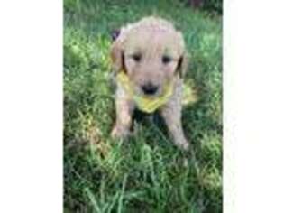 Goldendoodle Puppy for sale in Greeneville, TN, USA