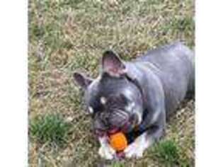 French Bulldog Puppy for sale in Portland, IN, USA