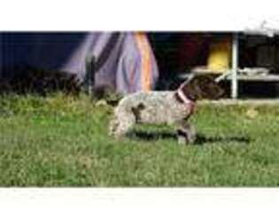 German Shorthaired Pointer Puppy for sale in Las Vegas, NV, USA