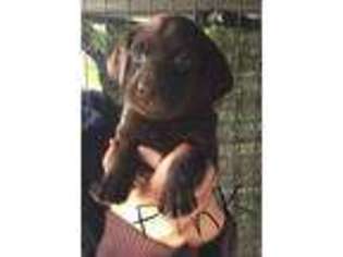 Labrador Retriever Puppy for sale in Bow, WA, USA