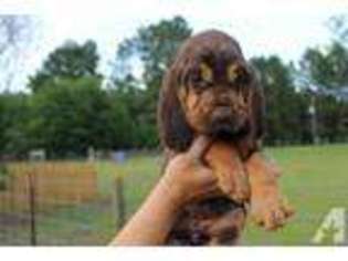 Bloodhound Puppy for sale in NEVILS, GA, USA