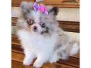 Pomeranian Puppy for sale in New Rochelle, NY, USA