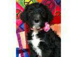 Mutt Puppy for sale in Oak Hill, WV, USA