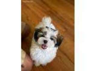 Mal-Shi Puppy for sale in Pleasantville, NJ, USA