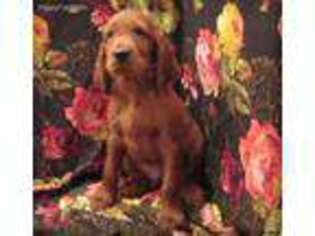 Irish Setter Puppy for sale in Reedsport, OR, USA