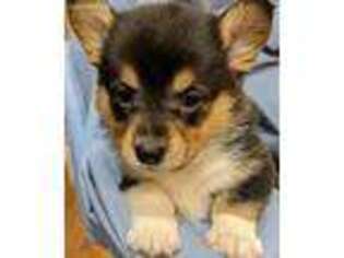 Pembroke Welsh Corgi Puppy for sale in Leonard, MN, USA
