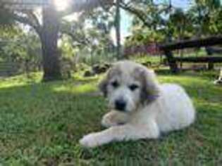 Great Pyrenees Puppy for sale in Bristol, TN, USA