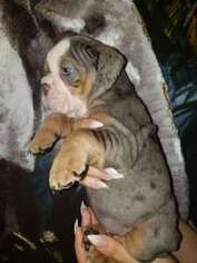 Bulldog Puppy for sale in Universal City, TX, USA