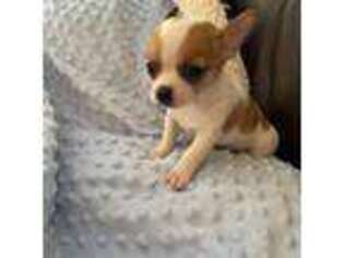 Chihuahua Puppy for sale in Richlands, VA, USA
