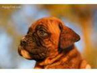 Boxer Puppy for sale in Joice, IA, USA