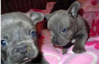 French Bulldog Puppy for sale in Frankfort, KY, USA