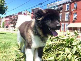 Akita Puppy for sale in Philadelphia, PA, USA