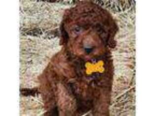 Goldendoodle Puppy for sale in Los Molinos, CA, USA