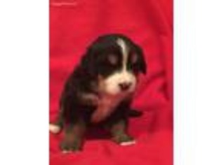 Bernese Mountain Dog Puppy for sale in Bath, PA, USA