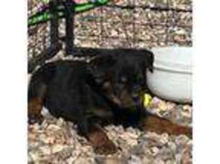 Rottweiler Puppy for sale in Chino Valley, AZ, USA