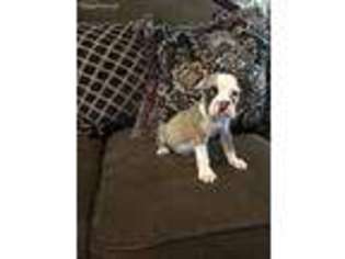Olde English Bulldogge Puppy for sale in Cranston, RI, USA