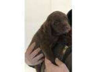 Chesapeake Bay Retriever Puppy for sale in Montrose, SD, USA
