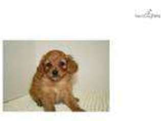 Cavapoo Puppy for sale in West Palm Beach, FL, USA