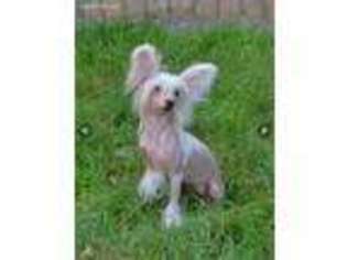Chinese Crested Puppy for sale in Liberty, NC, USA