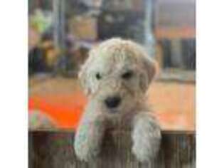 Komondor Puppy for sale in Oneida, NY, USA