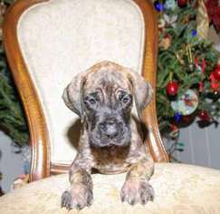 Great Dane Puppy for sale in Jasper, GA, USA