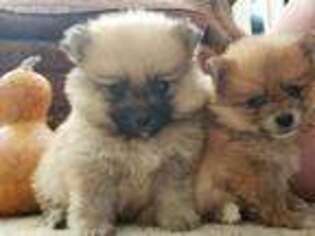 Pomeranian Puppy for sale in Chaska, MN, USA