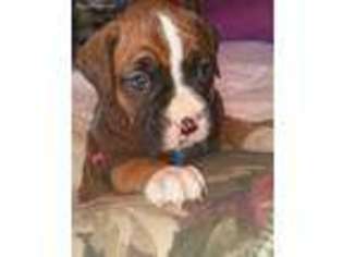 Boxer Puppy for sale in Ojai, CA, USA