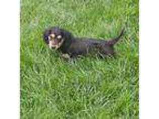 Dachshund Puppy for sale in Howell, MI, USA
