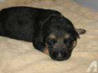 German Shepherd Dog Puppy for sale in MEMPHIS, TN, USA