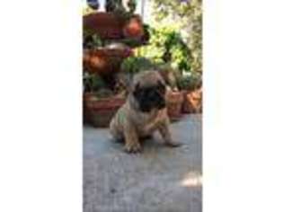 French Bulldog Puppy for sale in Red Bluff, CA, USA