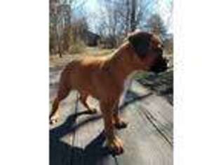 Boxer Puppy for sale in Willow Springs, MO, USA
