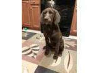Labradoodle Puppy for sale in Huntersville, NC, USA