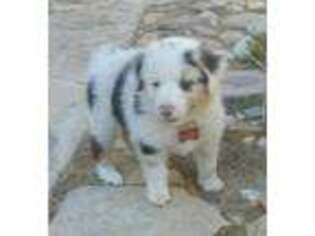 Australian Shepherd Puppy for sale in Yucca Valley, CA, USA