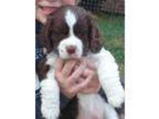 English Springer Spaniel Puppy for sale in Maryville, TN, USA