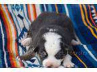Miniature Australian Shepherd Puppy for sale in Lubbock, TX, USA