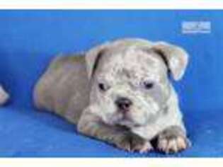 French Bulldog Puppy for sale in Ann Arbor, MI, USA