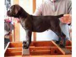 Cane Corso Puppy for sale in Edgartown, MA, USA