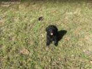 Cock-A-Poo Puppy for sale in Tallahassee, FL, USA