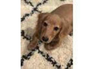 Dachshund Puppy for sale in Lakewood, NY, USA
