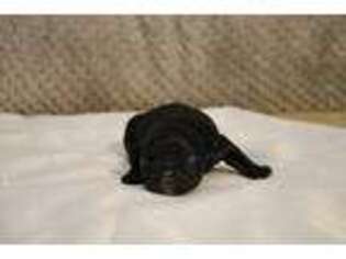 French Bulldog Puppy for sale in Dowagiac, MI, USA