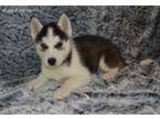 Siberian Husky Puppy for sale in Maple Lake, MN, USA