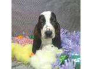 Basset Hound Puppy for sale in Richmond, IL, USA