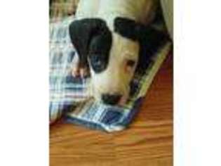 Great Dane Puppy for sale in Roseville, MI, USA