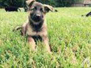 German Shepherd Dog Puppy for sale in HOUSTON, TX, USA