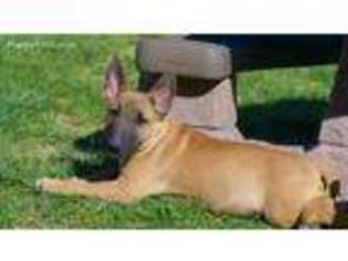 Bull Terrier Puppy for sale in Dayton, OH, USA