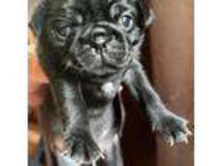 Pug Puppy for sale in Belmont, NH, USA